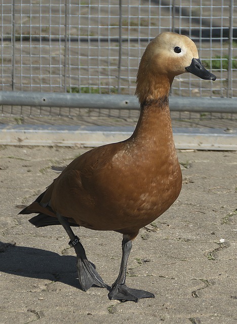 力保城门不